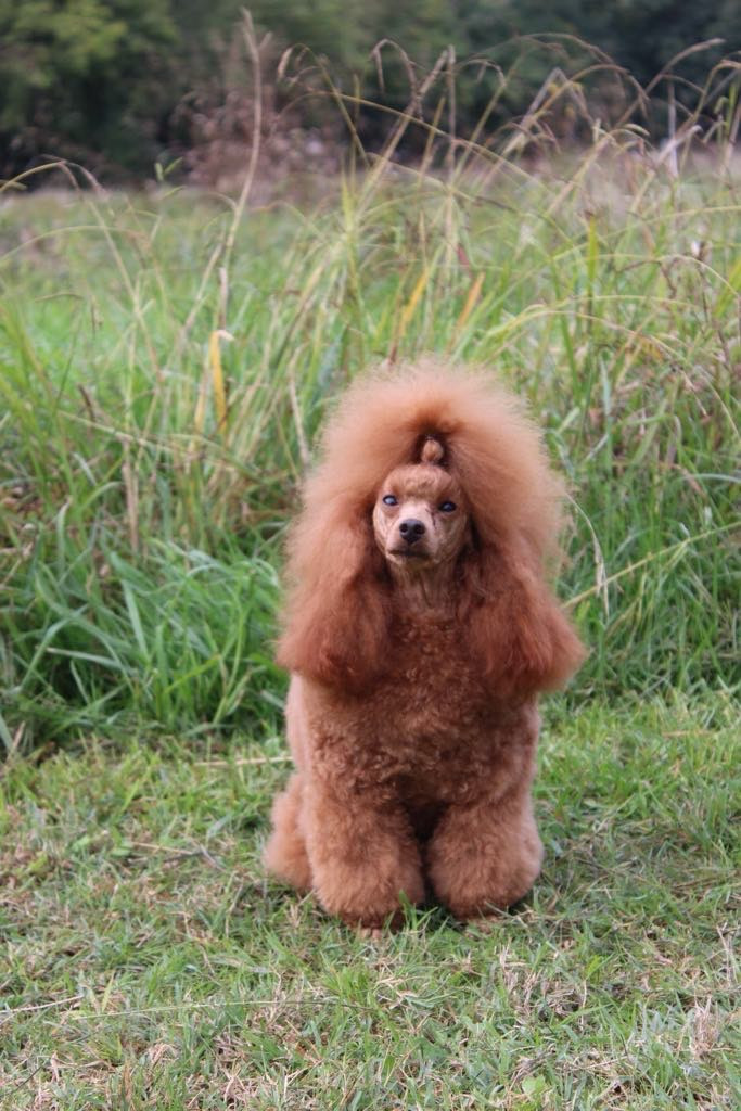 The power of love Des Perles Orangees