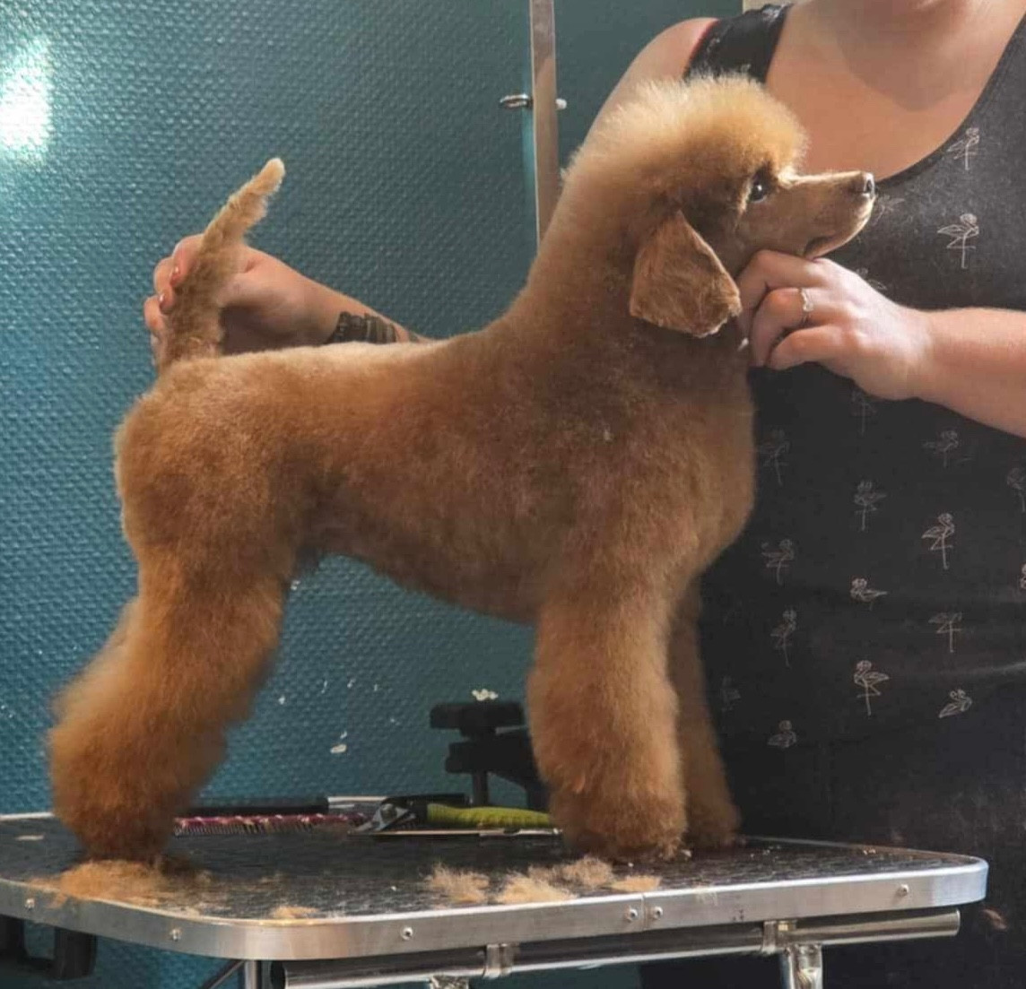 Tagada Des Perles Orangees