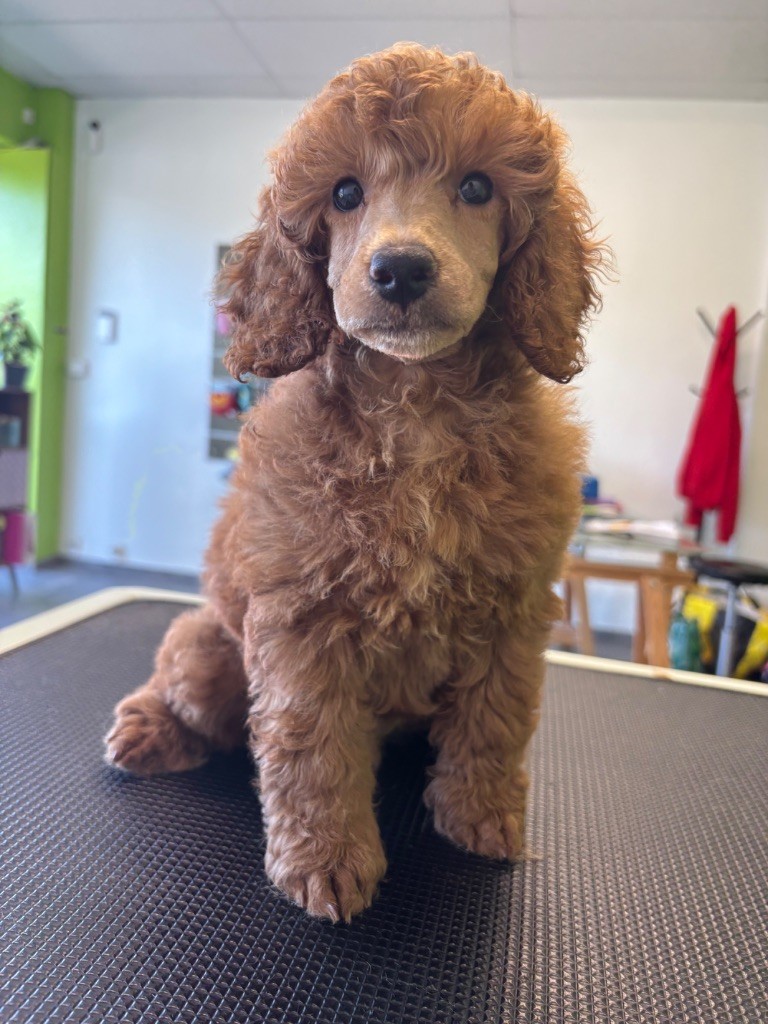 Des Perles Orangees - Chiots disponibles - Caniche